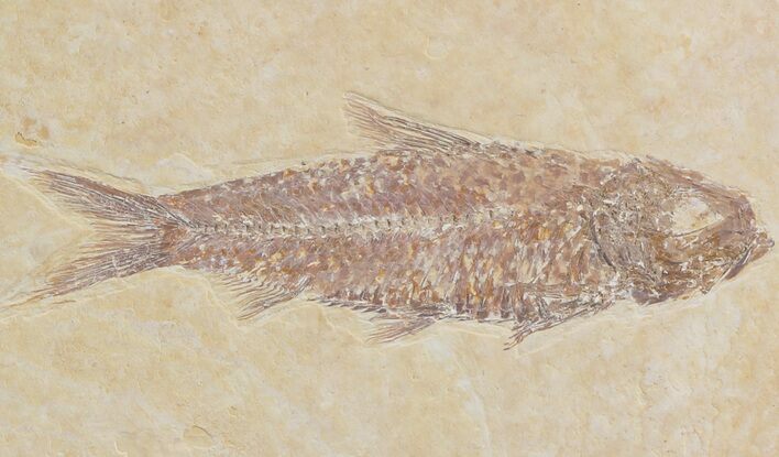 Detailed Knightia Fossil Fish - Wyoming #42367